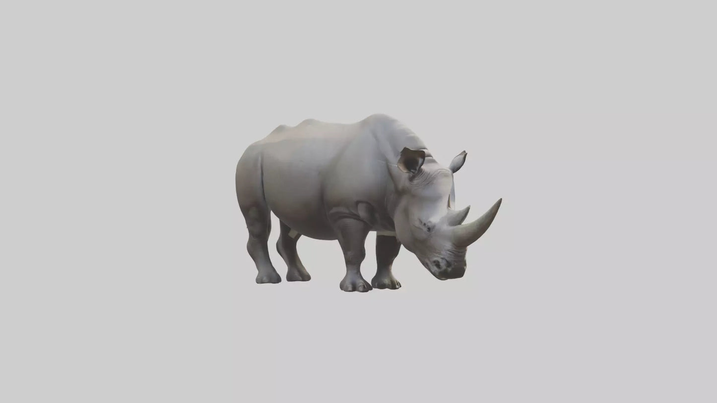 Javan Rhino grazing model VR / AR / low-poly