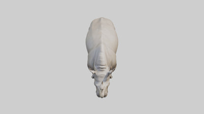 Javan Rhino grazing model VR / AR / low-poly