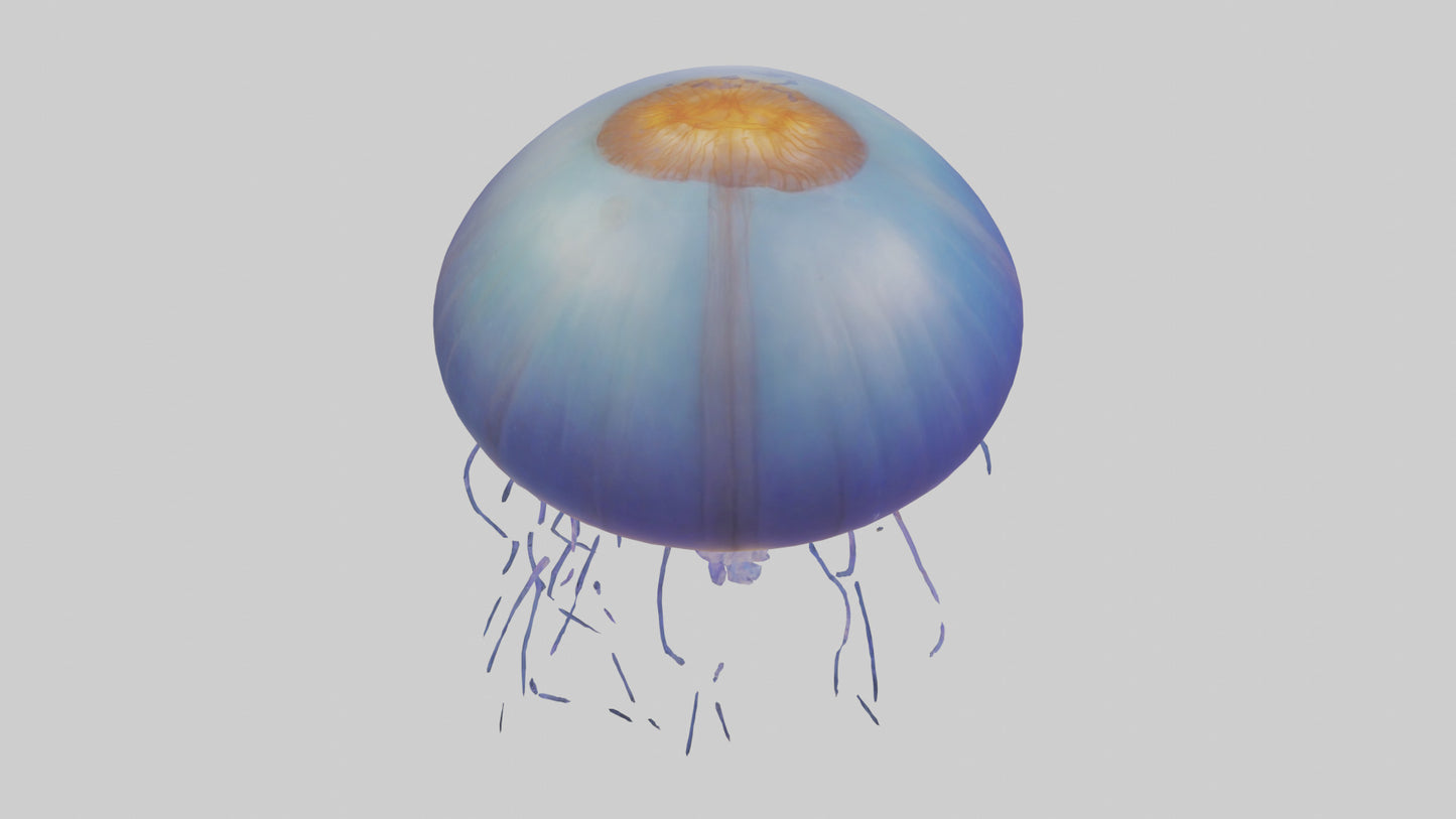 3D model Jellyfish floating model VR / AR / low-poly