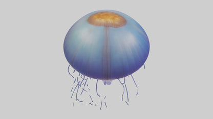 3D model Jellyfish floating model VR / AR / low-poly