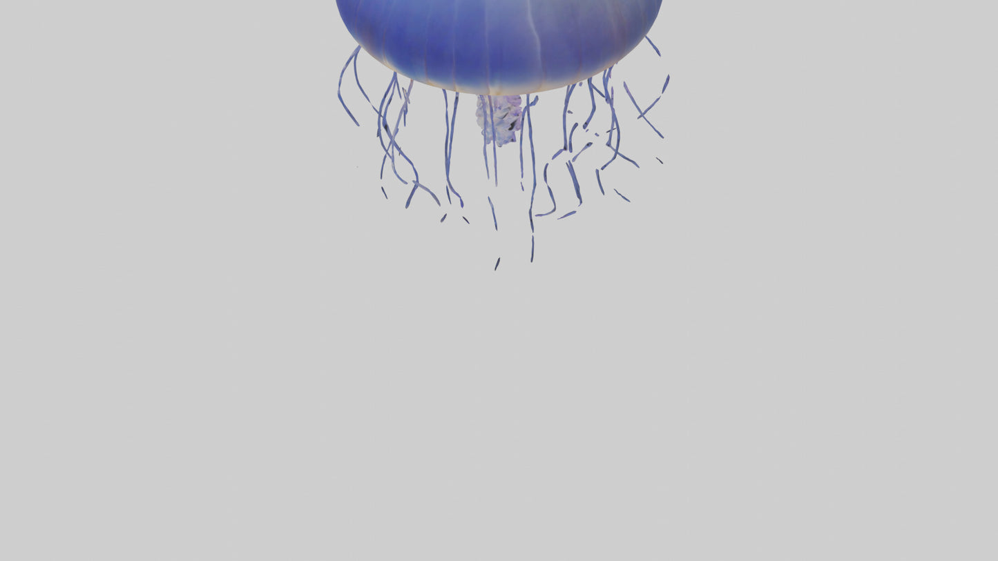 3D model Jellyfish floating model VR / AR / low-poly