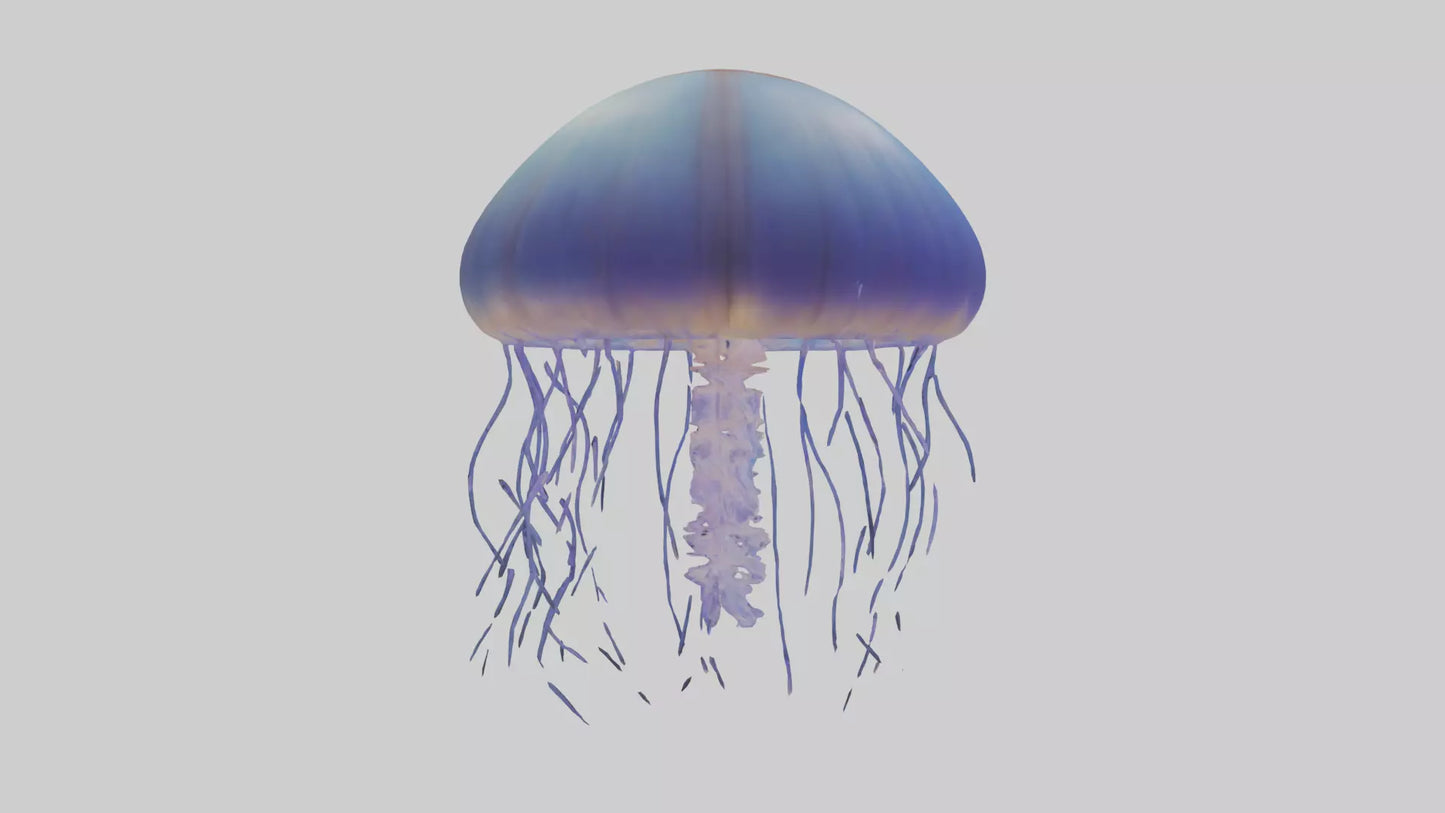 3D model Jellyfish floating model VR / AR / low-poly