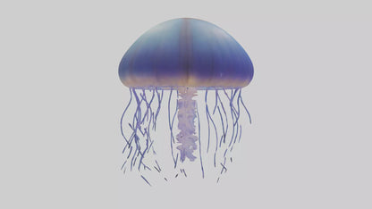 3D model Jellyfish floating model VR / AR / low-poly
