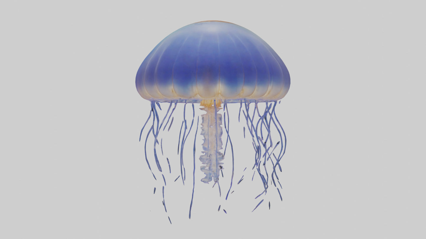 3D model Jellyfish floating model VR / AR / low-poly