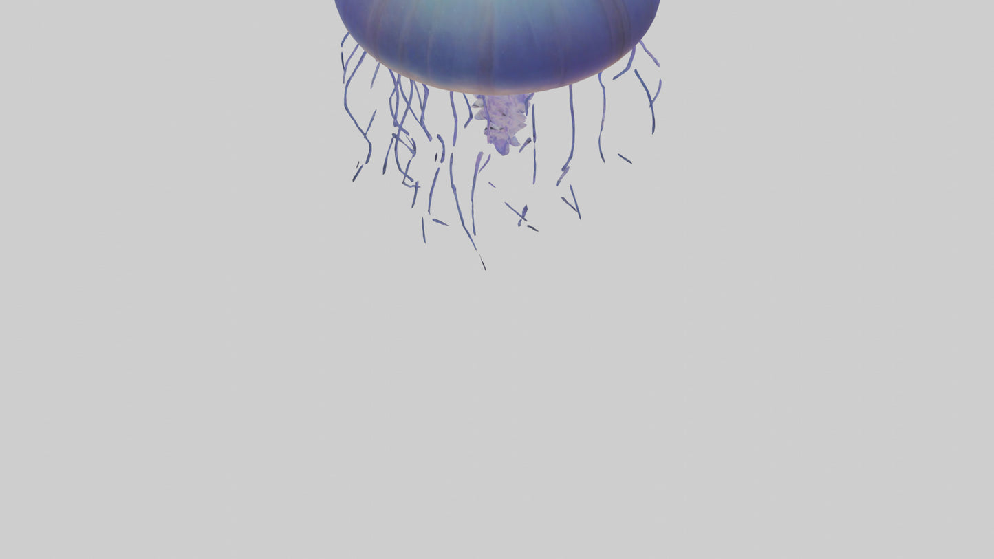 3D model Jellyfish floating model VR / AR / low-poly