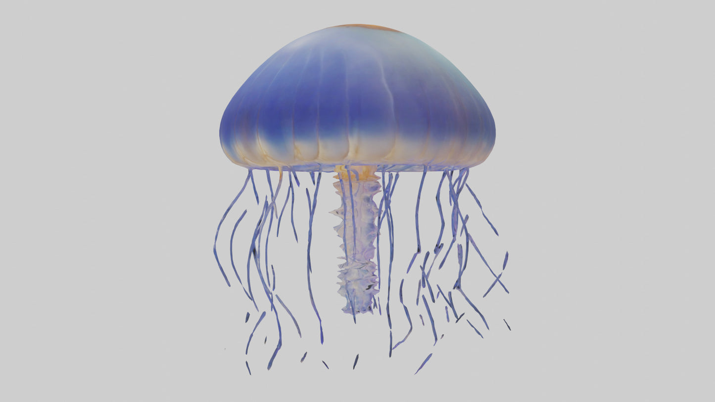 3D model Jellyfish floating model VR / AR / low-poly