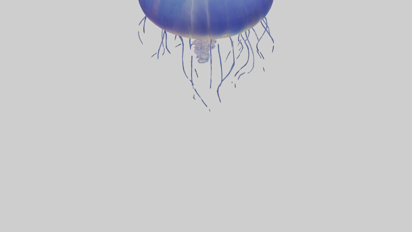 3D model Jellyfish floating model VR / AR / low-poly