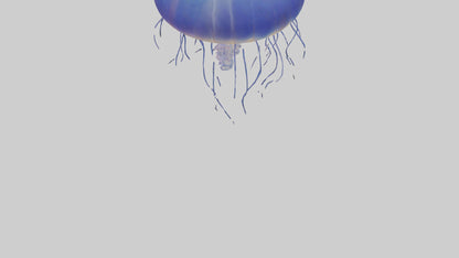 3D model Jellyfish floating model VR / AR / low-poly