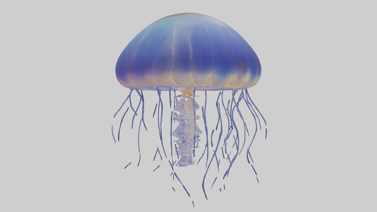 3D model Jellyfish floating model VR / AR / low-poly