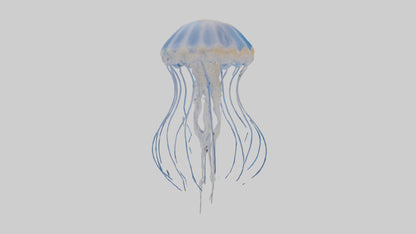 3D model Jellyfish Skeleton model VR / AR / low-poly