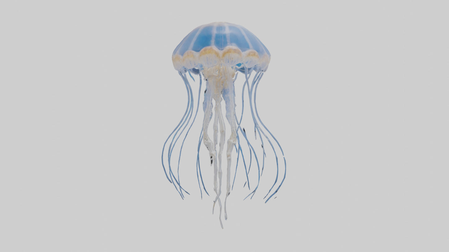 3D model Jellyfish Skeleton model VR / AR / low-poly