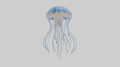 3D model Jellyfish Skeleton model VR / AR / low-poly