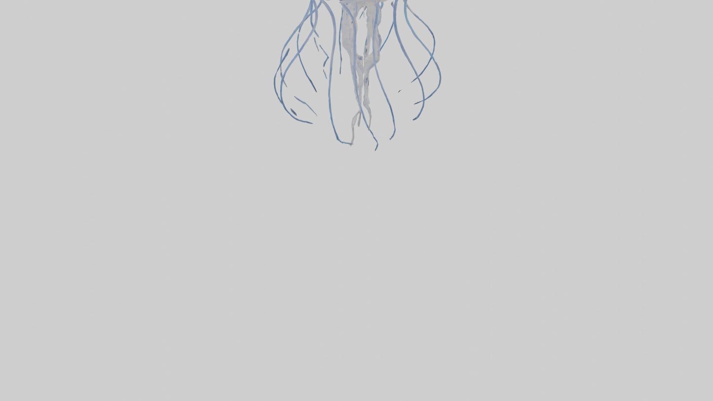 3D model Jellyfish Skeleton model VR / AR / low-poly