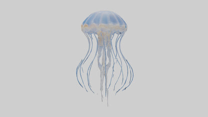 3D model Jellyfish Skeleton model VR / AR / low-poly