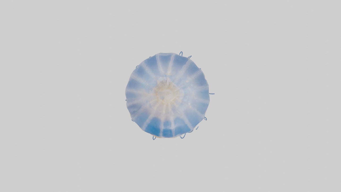 3D model Jellyfish Skeleton model VR / AR / low-poly