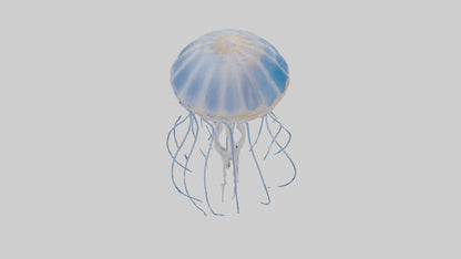 3D model Jellyfish Skeleton model VR / AR / low-poly