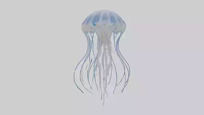 3D model Jellyfish Skeleton model VR / AR / low-poly