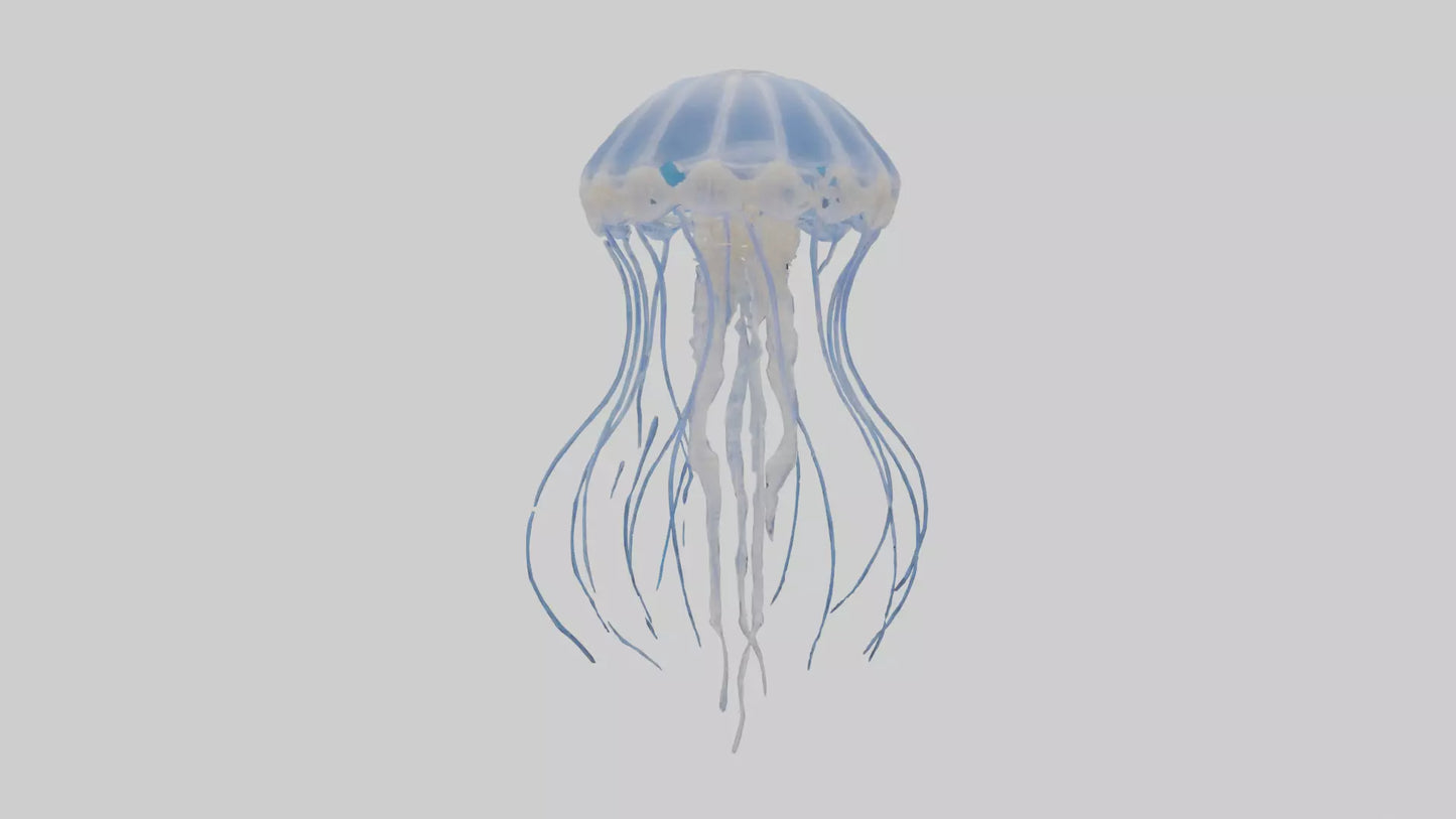 3D model Jellyfish Skeleton model VR / AR / low-poly