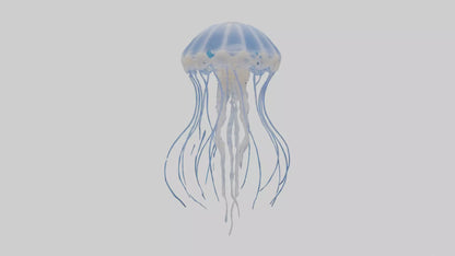 3D model Jellyfish Skeleton model VR / AR / low-poly