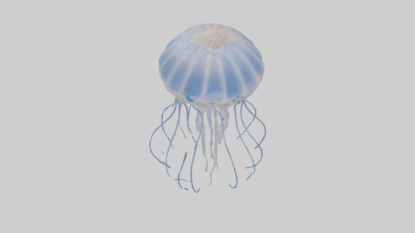 3D model Jellyfish Skeleton model VR / AR / low-poly