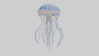 3D model Jellyfish Skeleton model VR / AR / low-poly