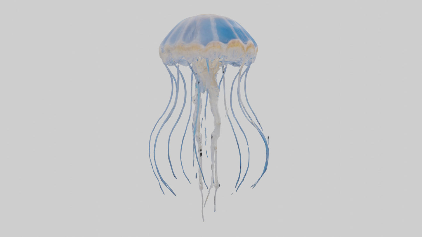 3D model Jellyfish Skeleton model VR / AR / low-poly
