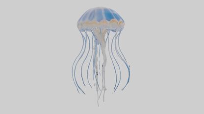 3D model Jellyfish Skeleton model VR / AR / low-poly