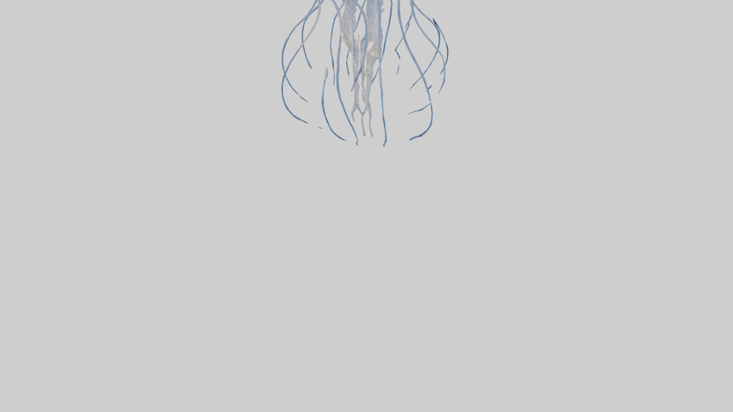 3D model Jellyfish Skeleton model VR / AR / low-poly