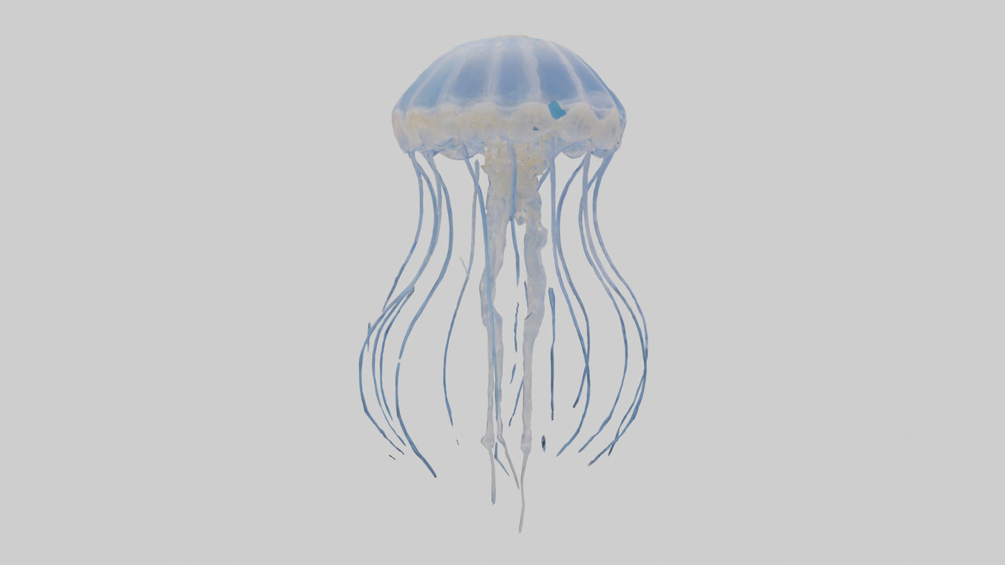 3D model Jellyfish Skeleton model VR / AR / low-poly