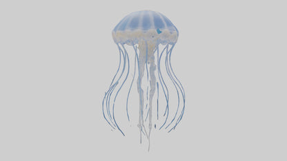 3D model Jellyfish Skeleton model VR / AR / low-poly