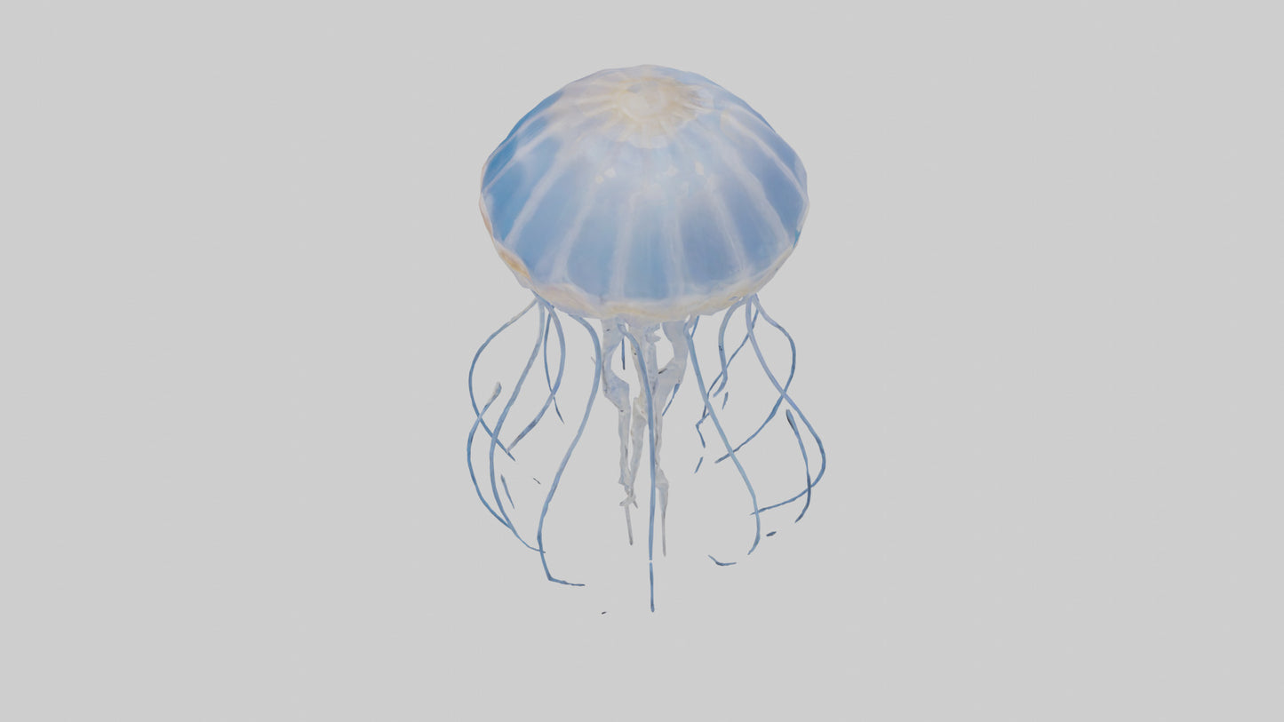3D model Jellyfish Skeleton model VR / AR / low-poly