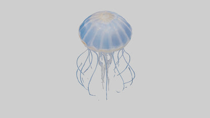 3D model Jellyfish Skeleton model VR / AR / low-poly