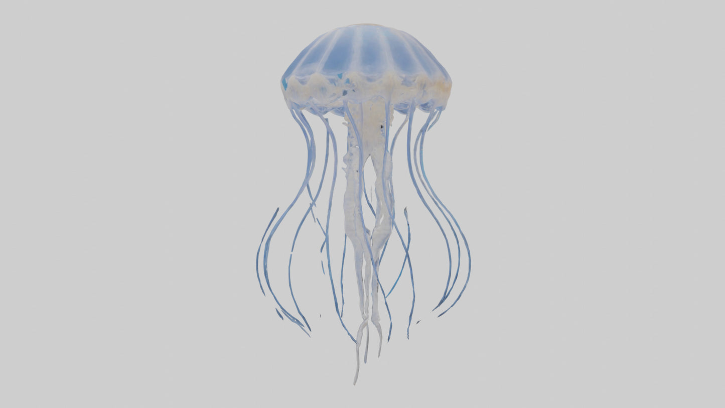 3D model Jellyfish Skeleton model VR / AR / low-poly