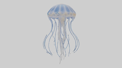 3D model Jellyfish Skeleton model VR / AR / low-poly