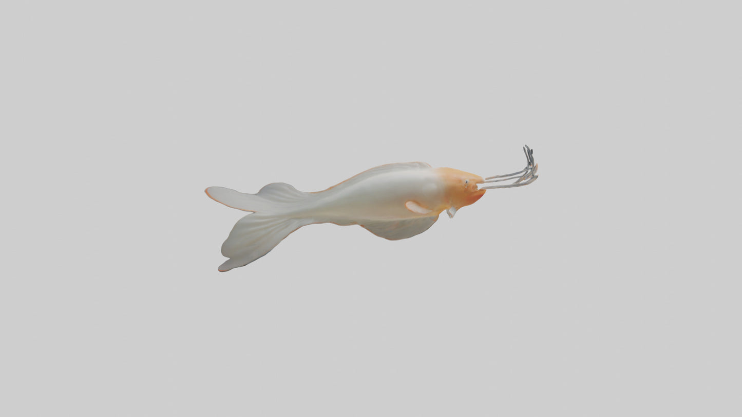 Jellynose Fish gliding model VR / AR / low-poly