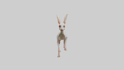 3D model Jerboa hopping model VR / AR / low-poly