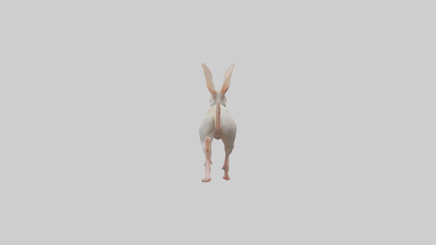 3D model Jerboa hopping model VR / AR / low-poly