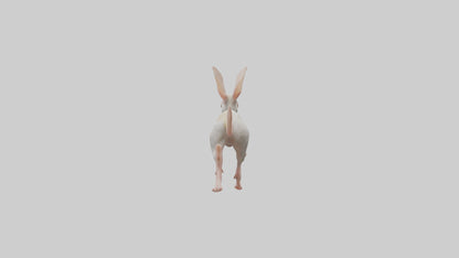 3D model Jerboa hopping model VR / AR / low-poly