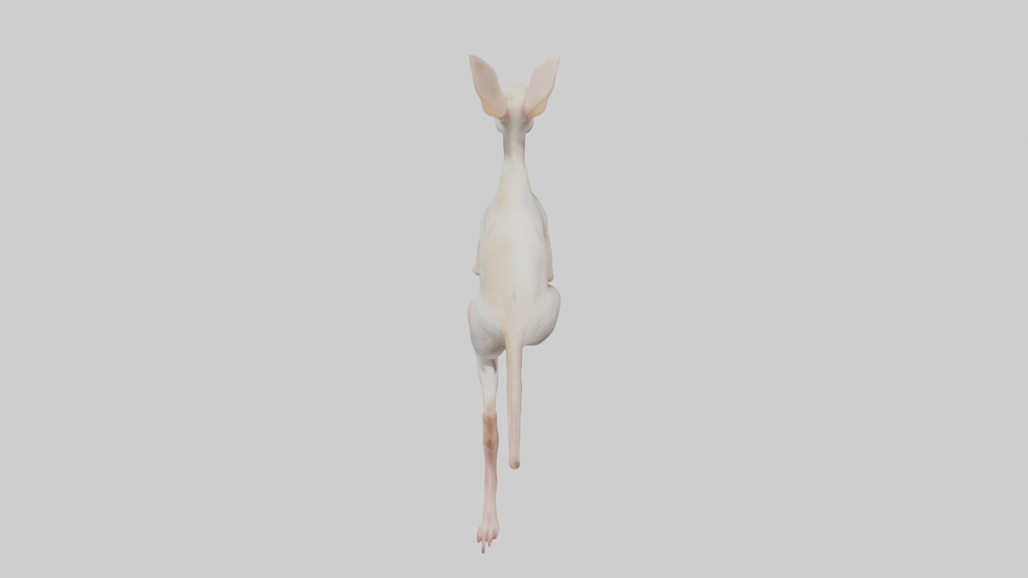 3D model Jerboa hopping model VR / AR / low-poly
