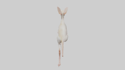 3D model Jerboa hopping model VR / AR / low-poly