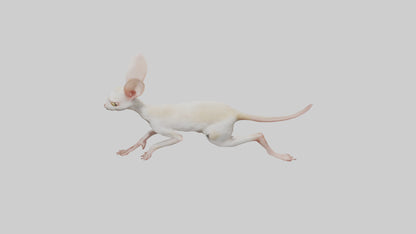3D model Jerboa hopping model VR / AR / low-poly