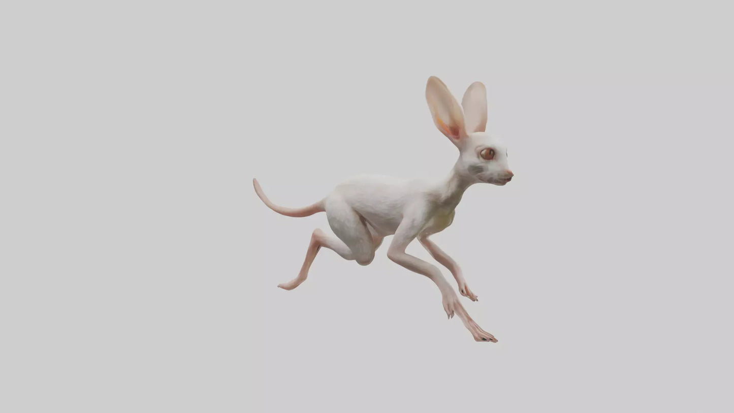 3D model Jerboa hopping model VR / AR / low-poly