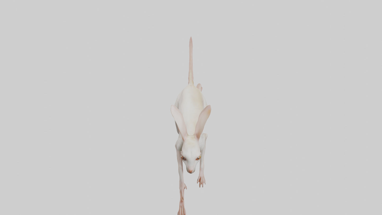 3D model Jerboa hopping model VR / AR / low-poly