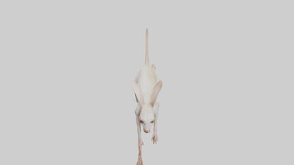 3D model Jerboa hopping model VR / AR / low-poly
