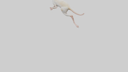 3D model Jerboa hopping model VR / AR / low-poly