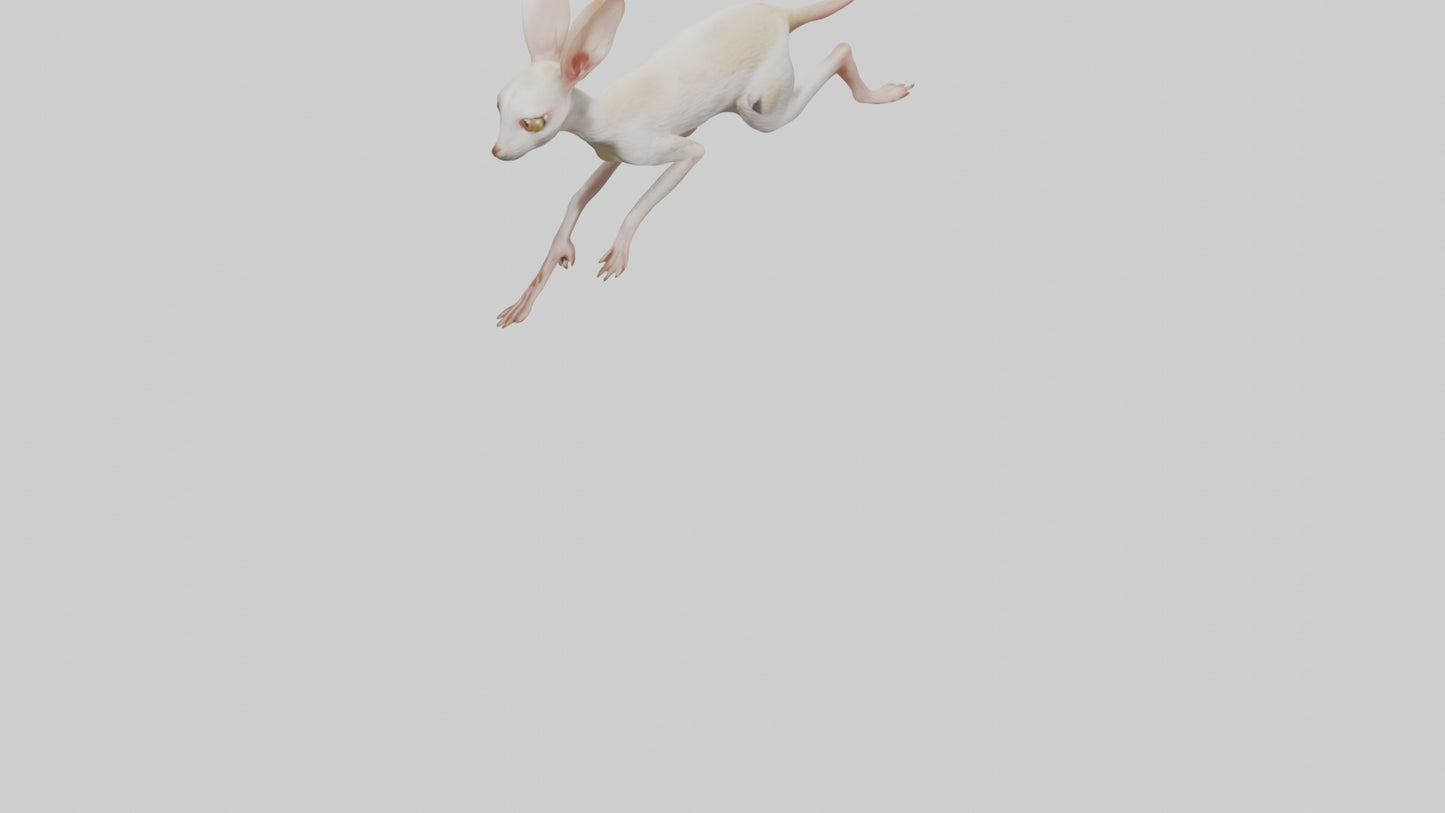3D model Jerboa hopping model VR / AR / low-poly
