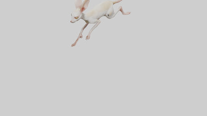 3D model Jerboa hopping model VR / AR / low-poly