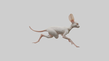 3D model Jerboa hopping model VR / AR / low-poly
