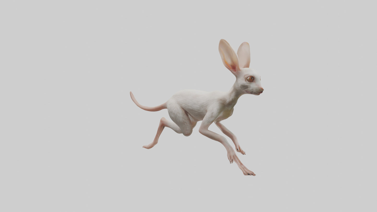 3D model Jerboa hopping model VR / AR / low-poly
