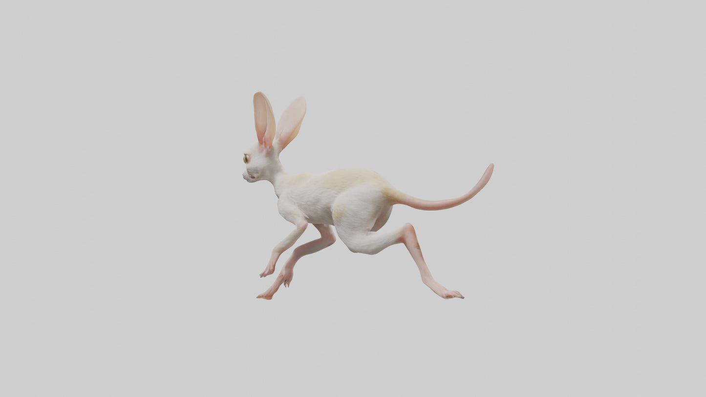 3D model Jerboa hopping model VR / AR / low-poly